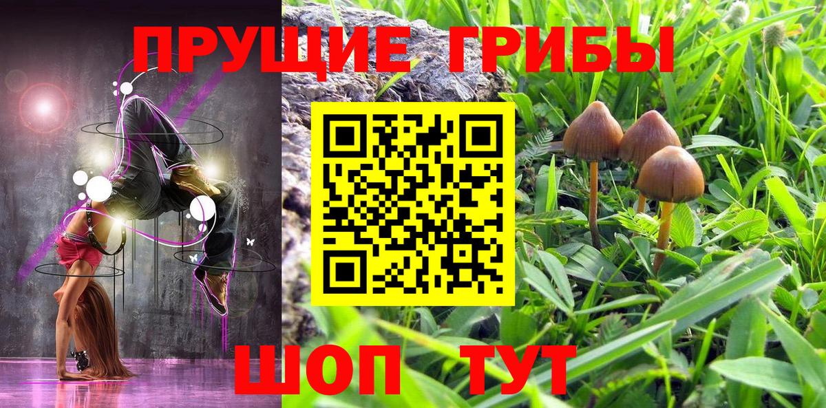 Кудрово  Псилоцибиновые грибы Psilocybe  Вход с VPN  Псилоцибиновые грибы GOLDEN TEACHER 